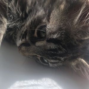 Meet your Posher, Mia